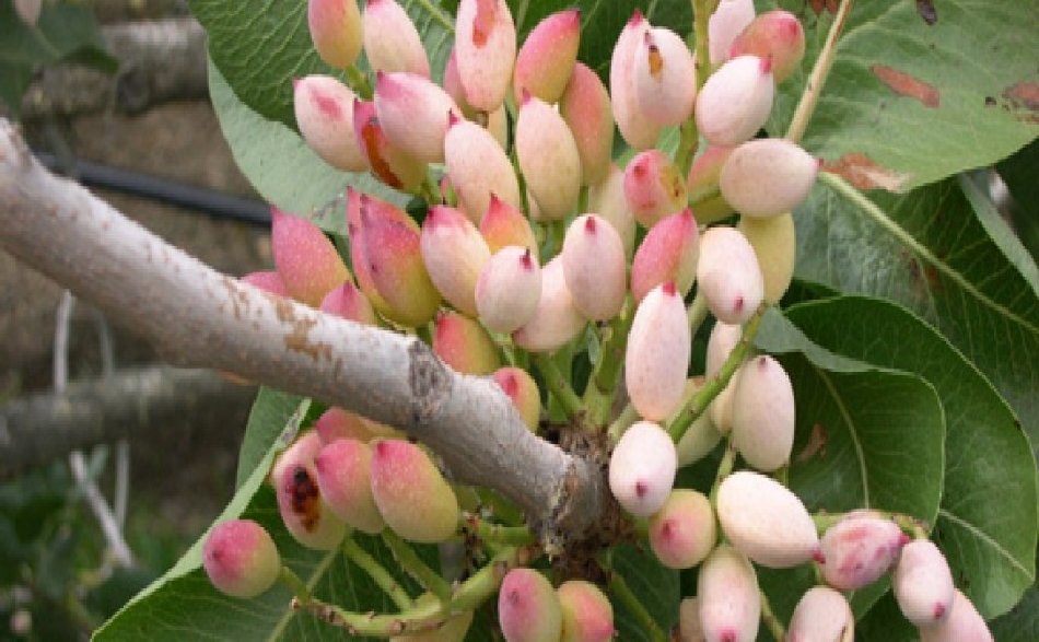 pistacchio