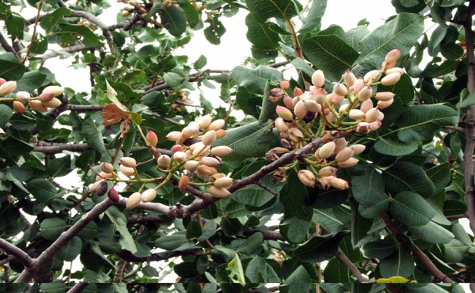 pistacchi