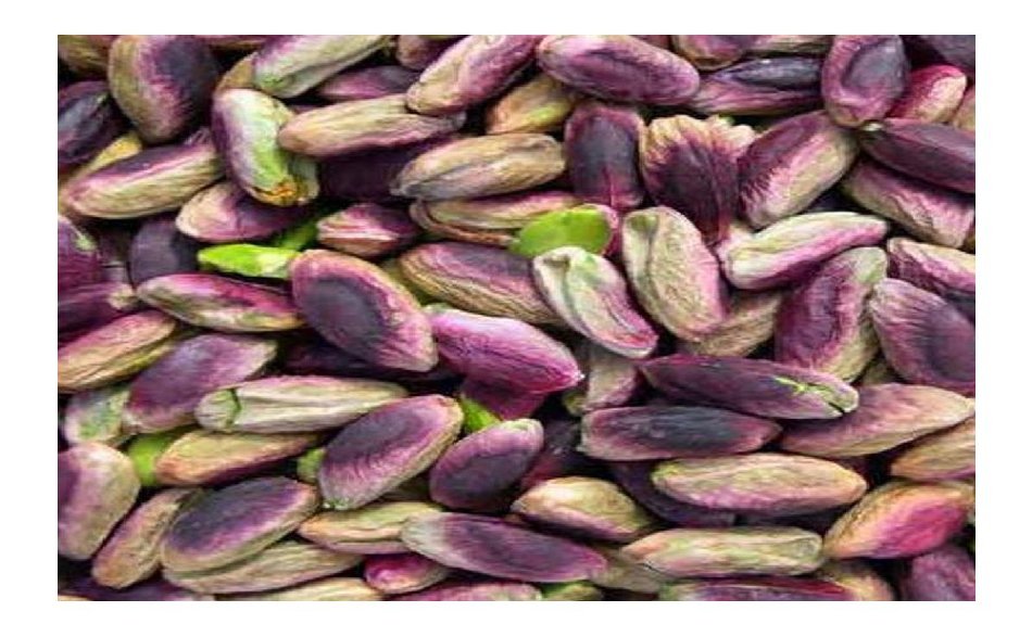 pistacchi