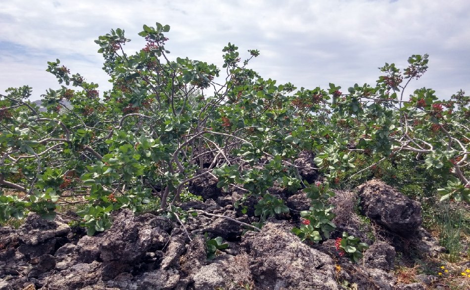 pistacchi