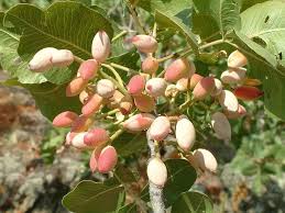 grappolo di pistacchio