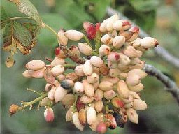 pistacchio